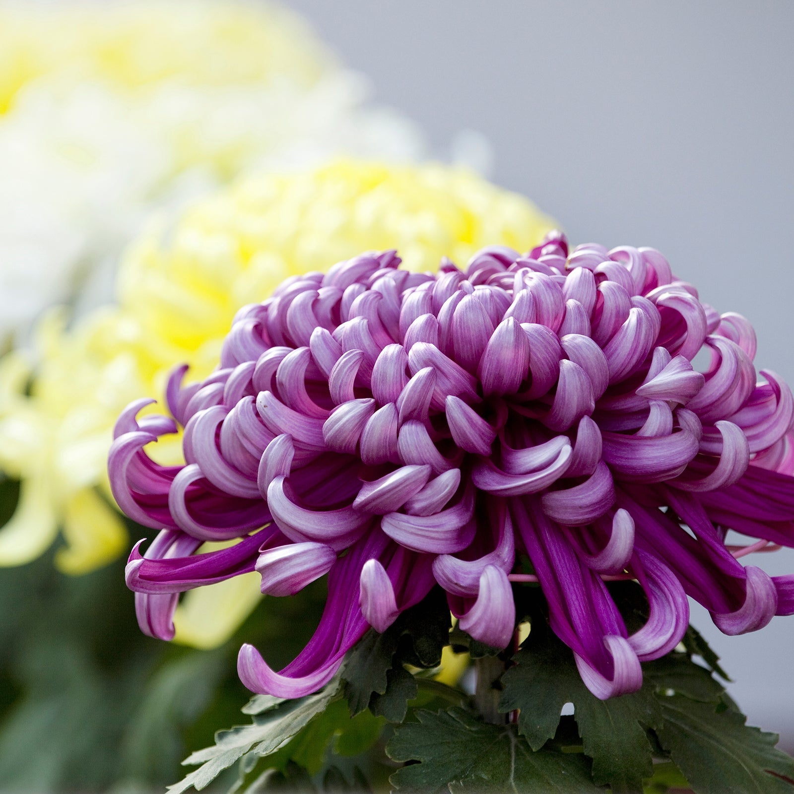 Shirayuki Kitchen Cloth - Chrysanthemum