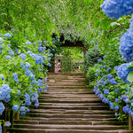 Shirayuki Kitchen Cloth - Hydrangea