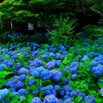 Shirayuki Kitchen Cloth - Hydrangea