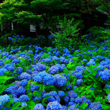 Shirayuki Kitchen Cloth - Hydrangea