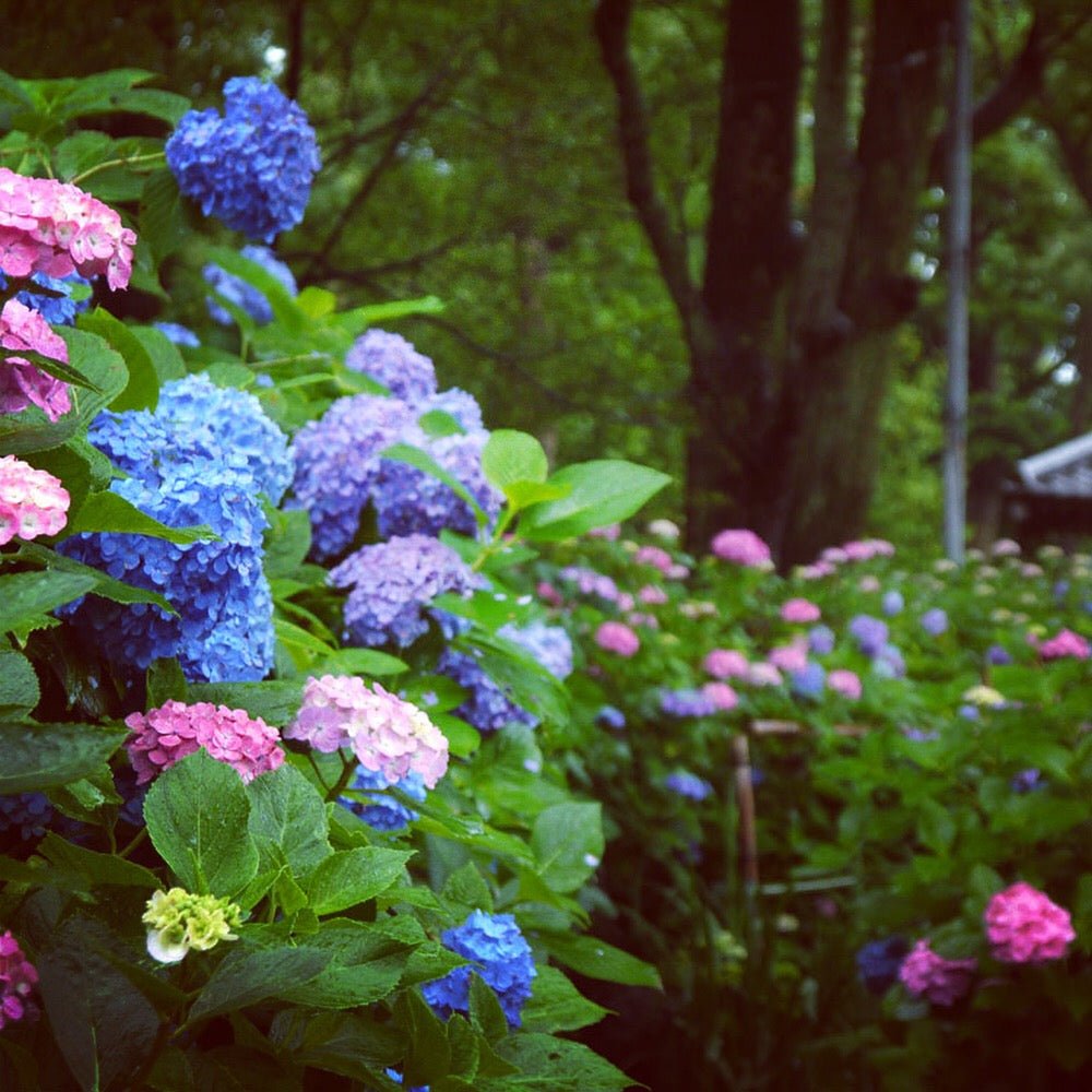 Shirayuki Kitchen Cloth - Hydrangea