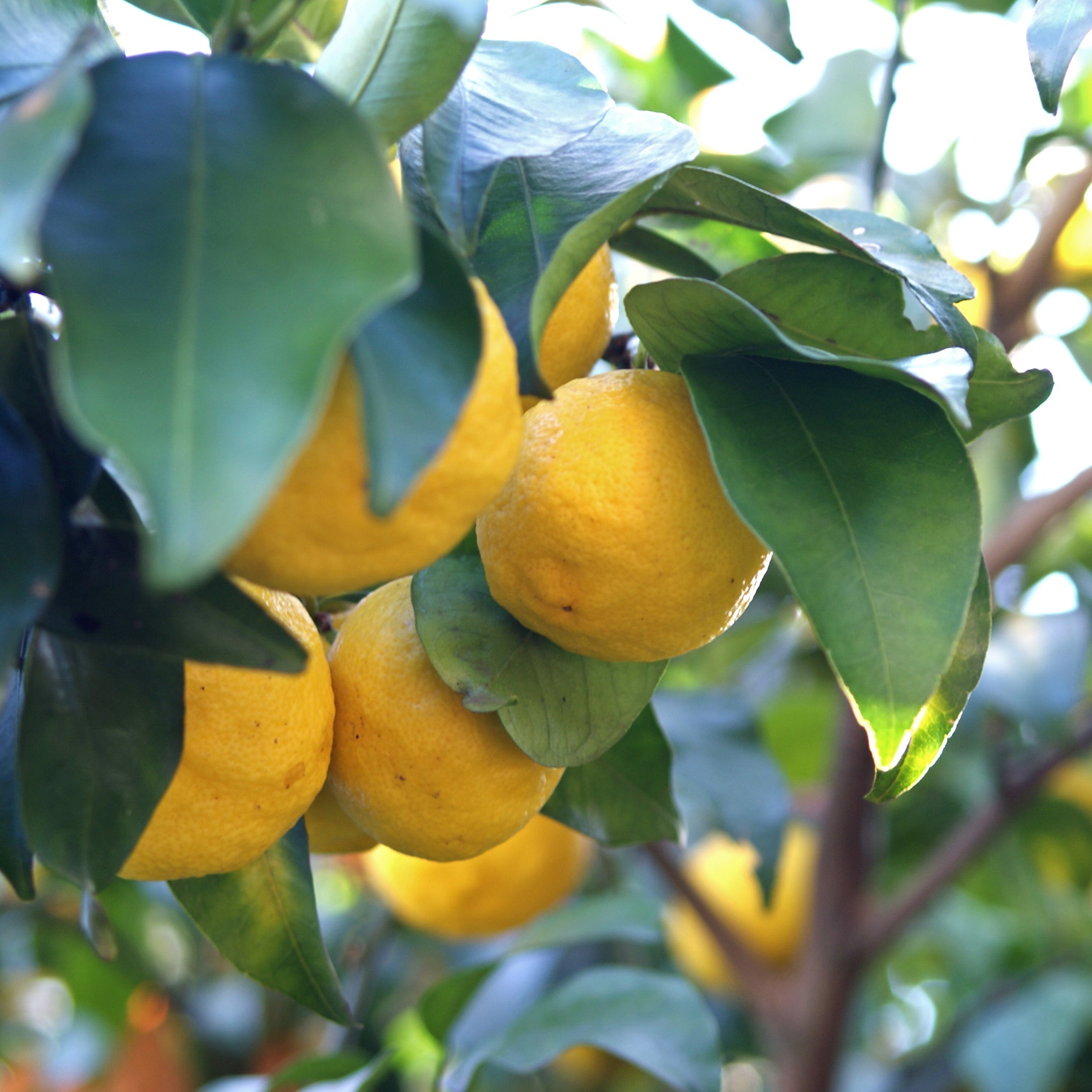 Shirayuki Kitchen Cloth - Lemon