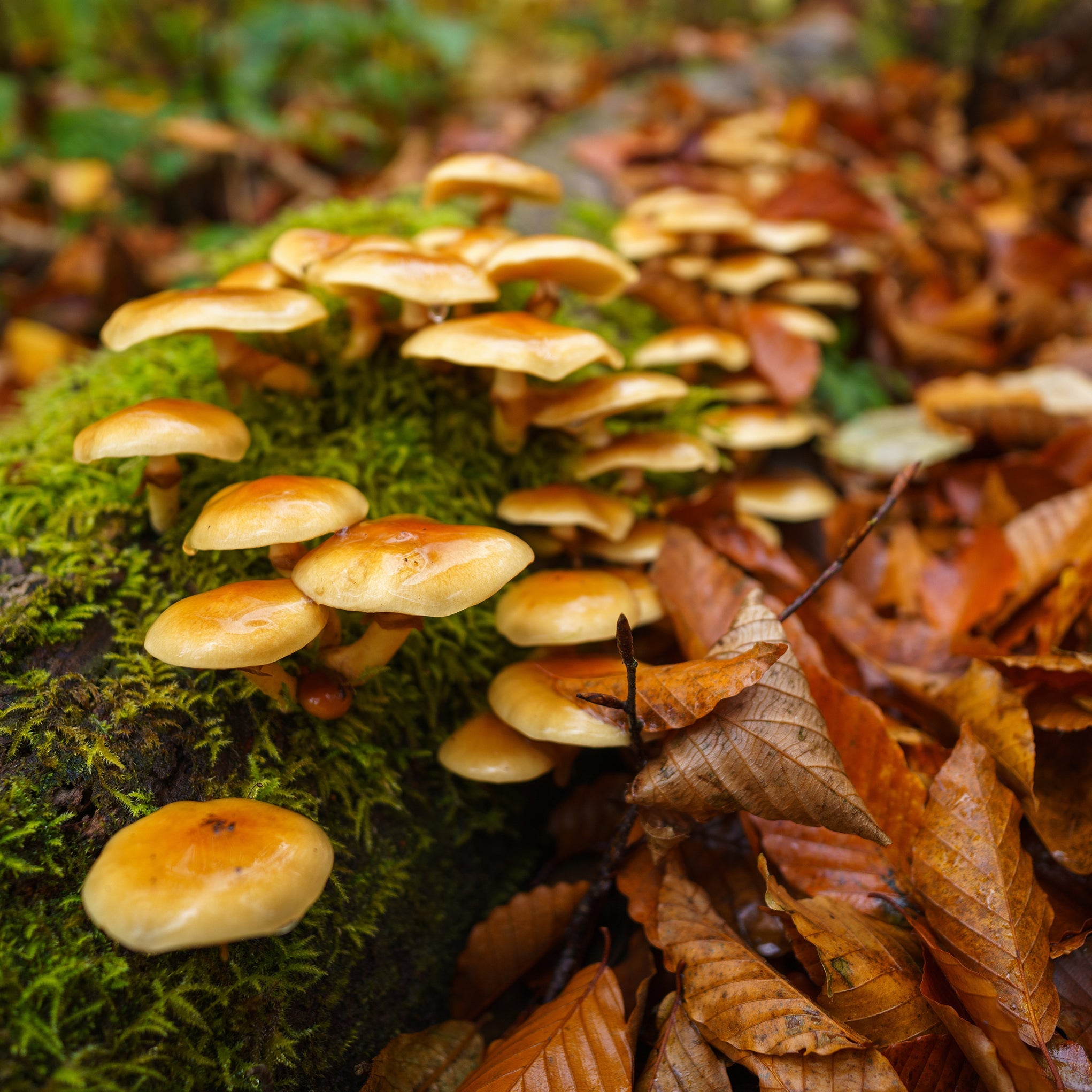 Shirayuki Kitchen Cloth - Mushroom
