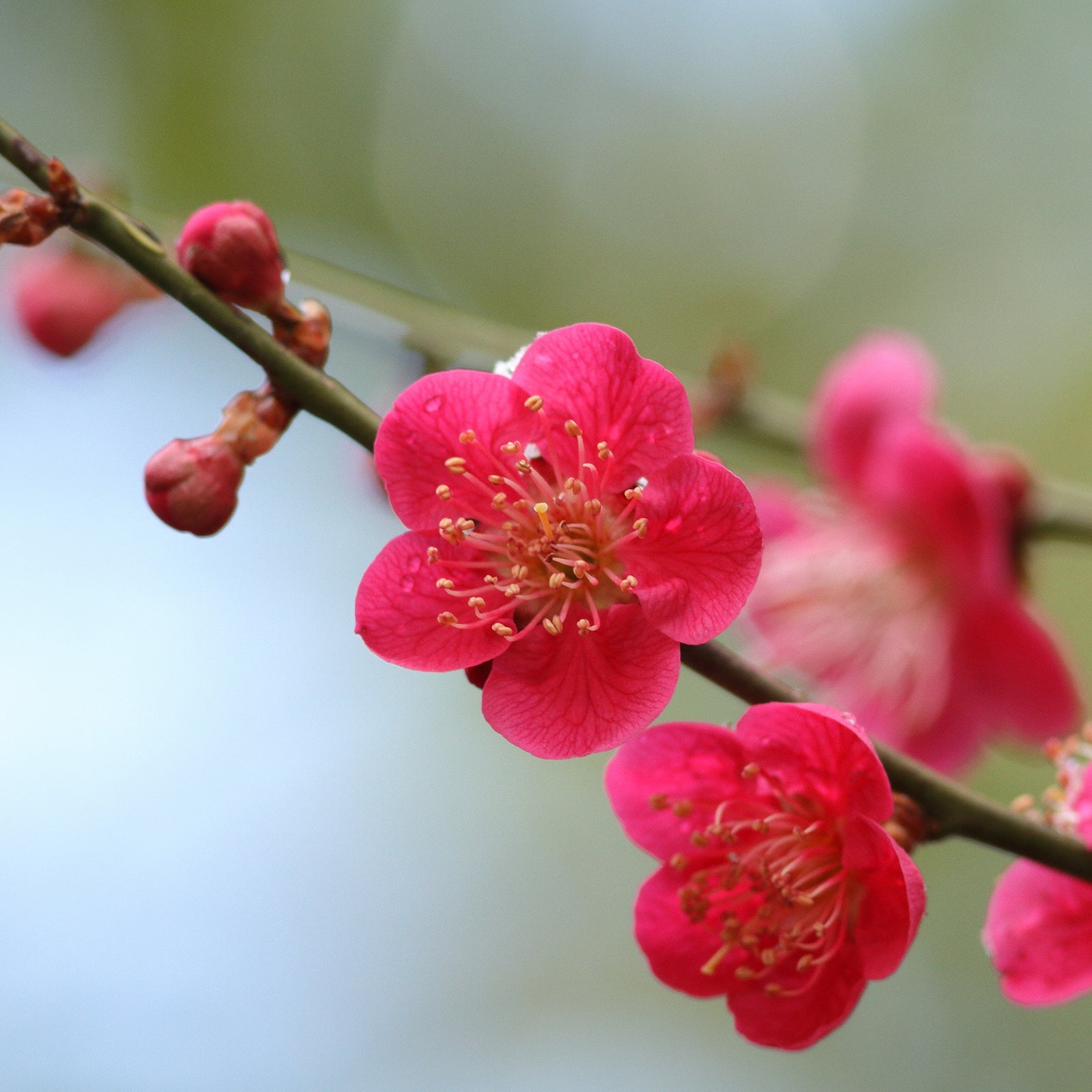 Shirayuki Kitchen Cloth - Plum