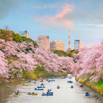 Shirayuki Kitchen Cloth - Sakura